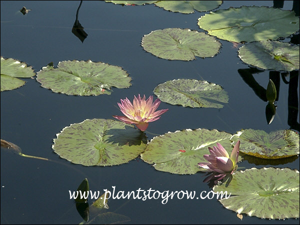 Albert Greenberg Waterlily